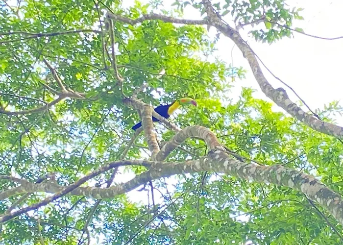 Monteverde Beaumont *