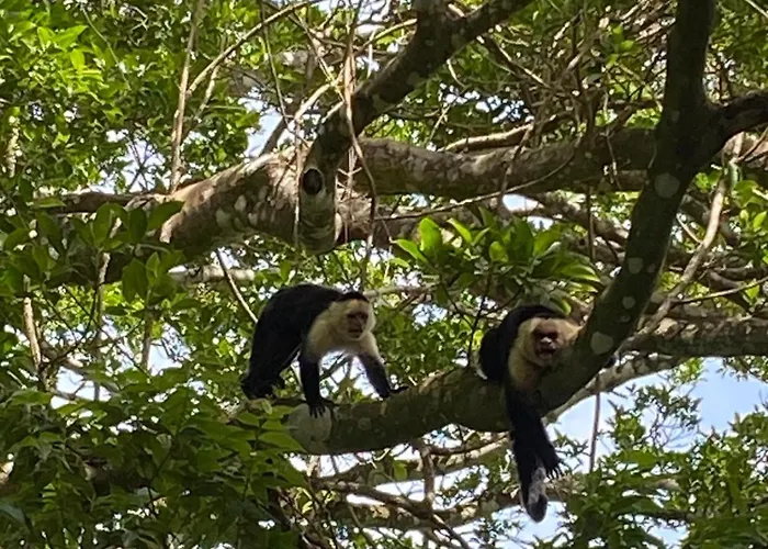 Monteverde Beaumont La Cruz (Abangares)